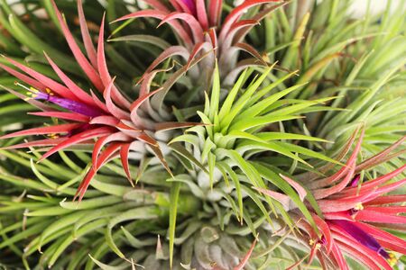 Red leaves in garden with the natureの写真素材