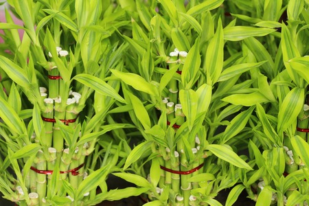 Green leaf in the garden with natureの写真素材