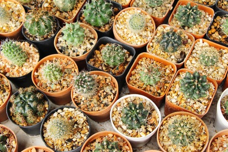 Beautiful small the cactus in the potの写真素材
