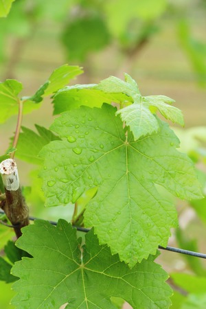 Fresh grapes new sprouting in the vineyardの写真素材