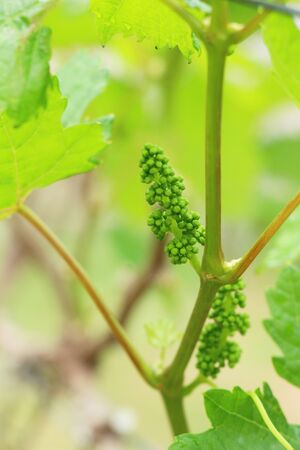 Fresh grapes new sprouting in the vineyardの写真素材