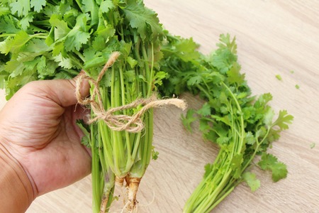 Fresh coriander for cooking on wood backgroundの写真素材