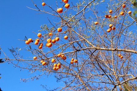 Ripe persimmon on a tree in winterの写真素材