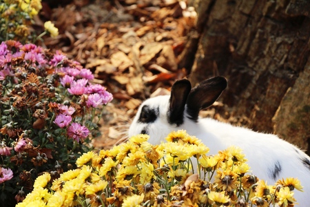 Rabbit white is lovely in flower gardenの写真素材