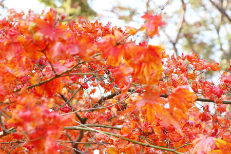 Maple leaves in winter season at Korea