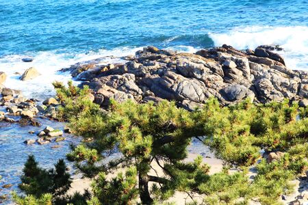 Pine trees at spring with sea, Koreaの写真素材