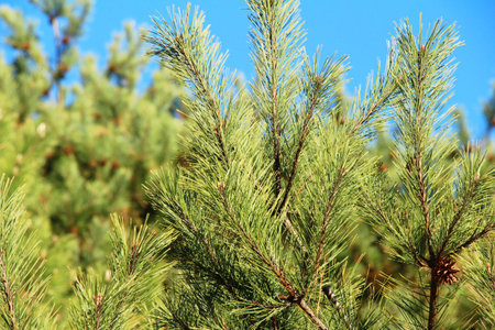 Pine trees at spring with nature, Korea