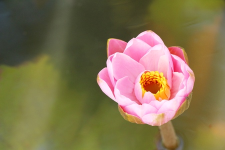 Beautiful lotus in the pond with natureの写真素材
