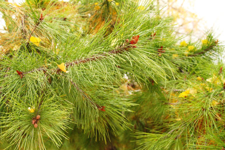 Pine trees at spring with nature, Korea
