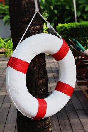 Ring buoy hang on tree with poolの写真素材