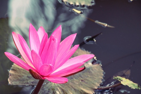 Beautiful lotus in the pond with natureの写真素材