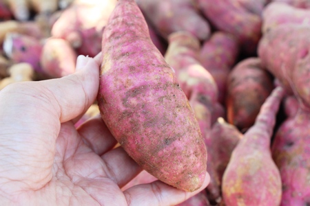 Fresh yam in the market for cookingの写真素材