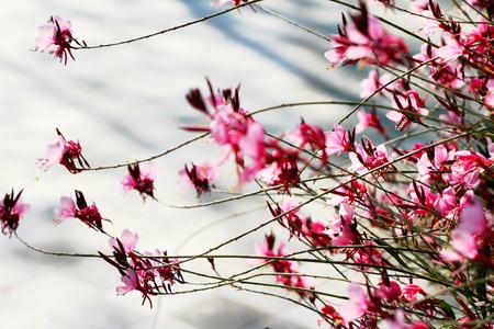 Beautiful bloom colorful flowers in the gardenの写真素材