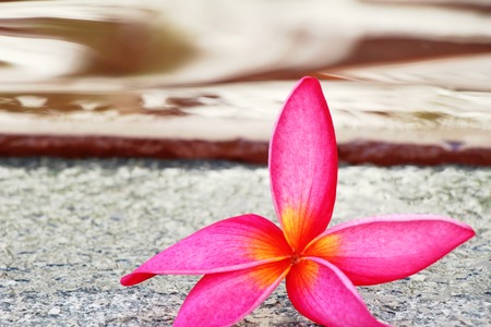 frangipani flower is beautiful at the poolの写真素材