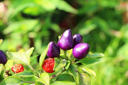 Fresh chilli on tree in the gardenの写真素材