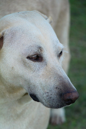 Dog was is walking in the garden