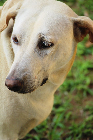 Dog was is walking in the garden