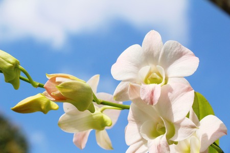 Orchid flower at beautiful in the natureの写真素材