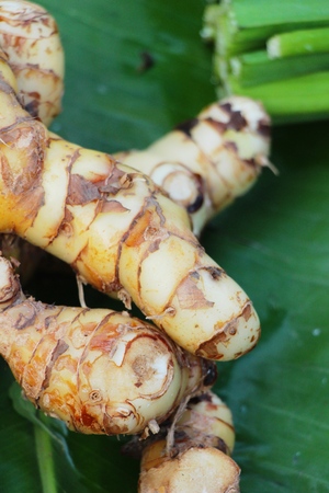 Fresh galangal for cooking in the marketの写真素材