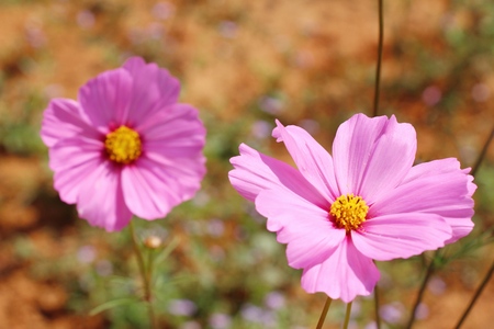Beautiful cosmos colorful flowers in the gardenの写真素材
