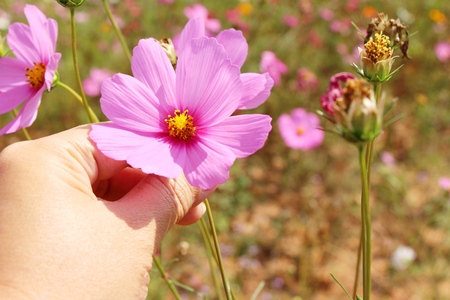 Beautiful cosmos colorful flowers in the gardenの写真素材