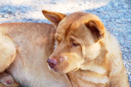 Brown dog cute is staring on floor