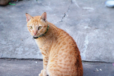 Cat is lovely are staringの写真素材