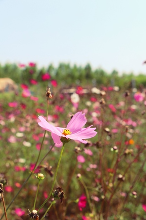 Beautiful cosmos colorful flowers in the gardenの写真素材