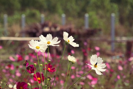Beautiful cosmos colorful flowers in the gardenの写真素材