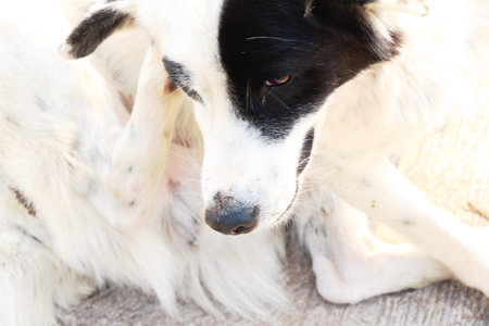 White dog cute is staring on floor