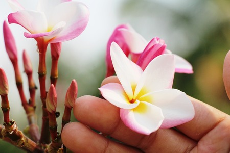 Plumeria flower with beautiful in the natureの写真素材
