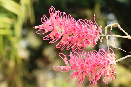 Beautiful bloom colorful flowers in the gardenの写真素材