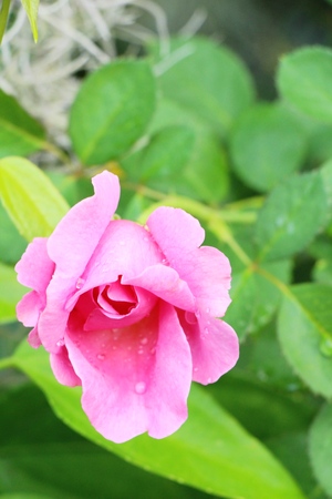 Beautiful roses is blooming in the gardenの写真素材