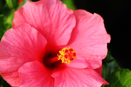 Hibiscus flower at beautiful in the natureの写真素材