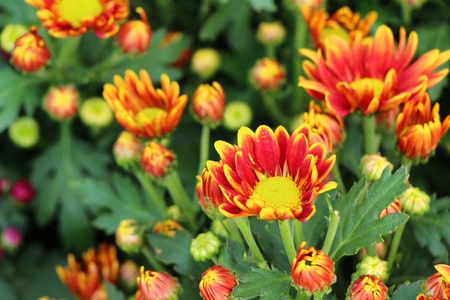 Chrysanthemums flower is beautiful in the gardenの写真素材