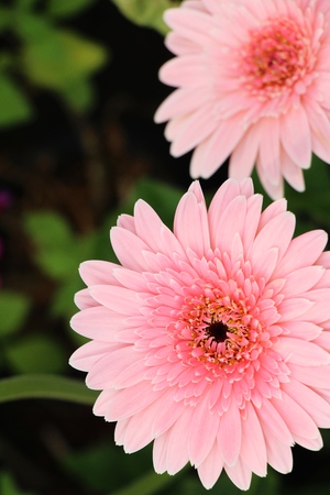 Gerbera flowers in garden with the natureの写真素材