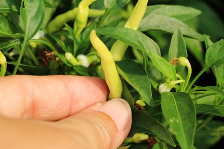 Fresh chilli on tree in the gardenの写真素材