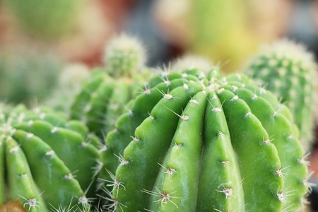 Beautiful small the cactus in the potの写真素材