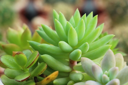 Beautiful small the cactus in the potの写真素材