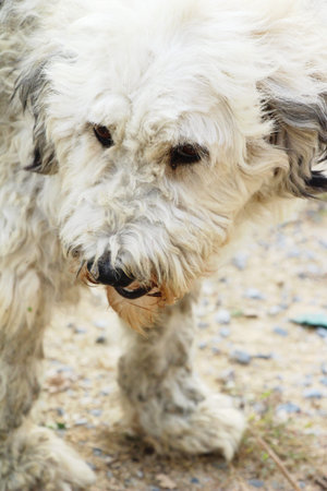 Dog was is walking on the streetの写真素材