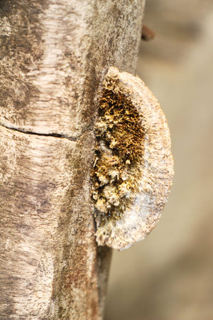 Lingzhi mushroom or Ganoderma lucidum with nature