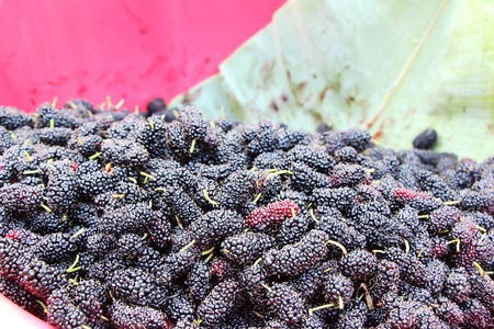 Mulberry organic red and black is tastyの写真素材