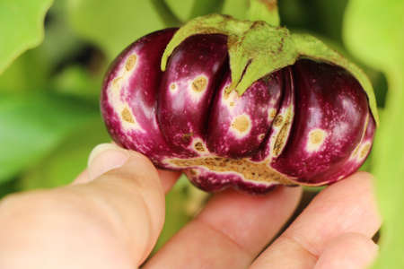Purple eggplant on the tree in gardenの写真素材