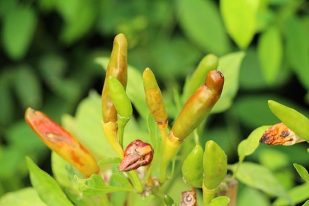 Fresh chilli on tree in the gardenの写真素材