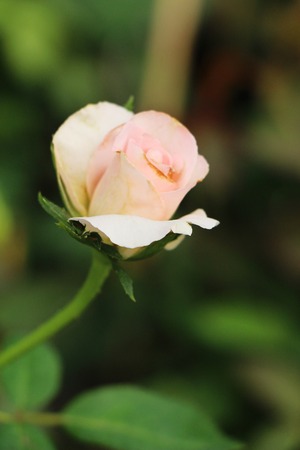 Beautiful roses is blooming in the gardenの写真素材