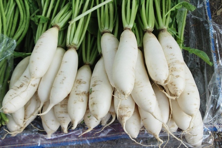 Fresh radish for cooking at street foodの写真素材