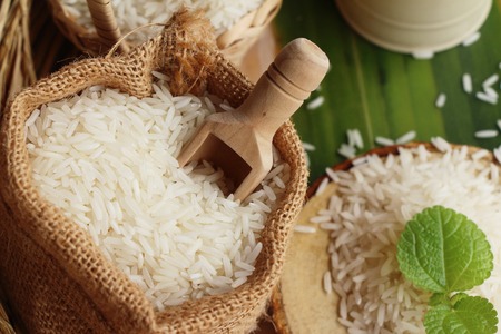 Jasmine rice for cooking and rice for harvestの写真素材