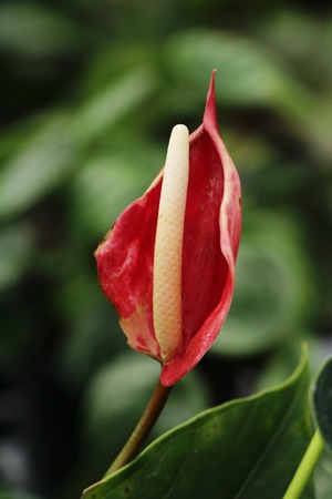Flamingo flower at beautiful in the nature