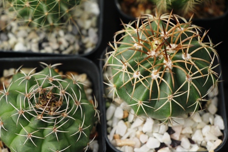 Beautiful small the cactus in the potの写真素材