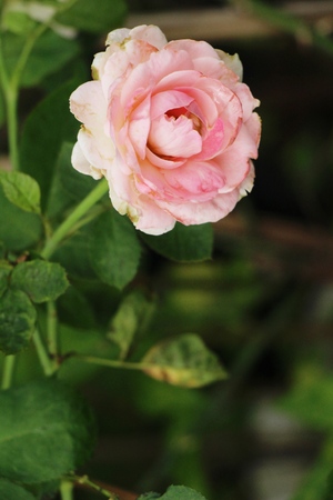 Beautiful roses is blooming in the gardenの写真素材